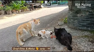 Tough Street Kitten, Can Get Along with Adult-Cats and Chickens 😻