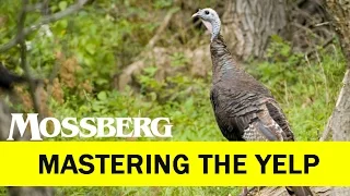 Turkey Calls And Turkey Calling: How To Master The Yelp. How To Use Mouth Calls.