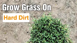 Will Grass Grow On Hard Packed Dirt?