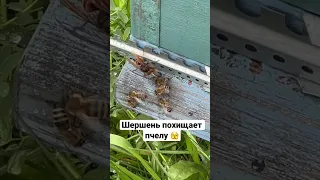 ШЕРШЕНЬ ПОХИТИЛ ПЧЕЛУ 😱