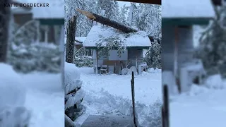 'Thousands of trees down': Monarch-Neihart residents continue cleanup following early May storm