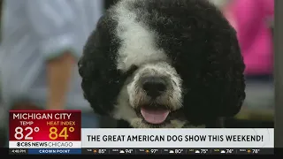 Great American Dog Show returns to Chicago this weekend