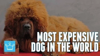 Most Expensive Dog In The World: Tibetan Mastiff