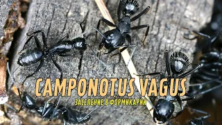 ЗАСЕЛЕНИЕ МУРАВЬЕВ CAMPONOTUS VAGUS