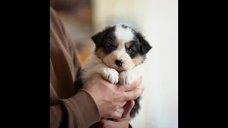 Elendil d'Austral & Boréal _ Chiot Berger Australien