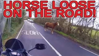 HORSE LOOSE ON THE ROAD!