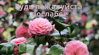 СТИХИ. Будь пожалуйста послабее. Красивые стихи.