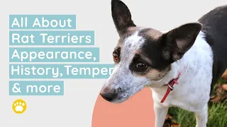 Rat Terrier History, Size or Appearance, Temperament and Training