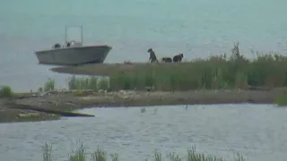 482 Brett's coy play with boat 7/16/2018 appx 8:15am