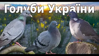 Голуби України