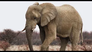Як говорить слон?