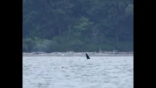 Orcas in Port Susan, WA 5/24/25