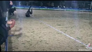 Lambo - True Breeder's Black German Shepherd Dog Running in Dog Show by PKC in Pakistan