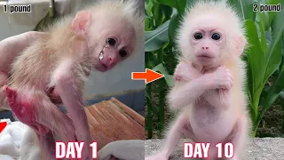 Abandoned  Baby Monkey AKA pneumonia adoption process at the veterinary station