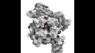 Proteins are highly  dynamic molecules