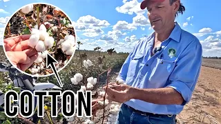 Everything to Know About COTTON! | Growing Cotton