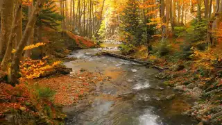 Relaxing Autumn Forest 4K Beautiful Nature Video River Sounds NO MUSIC 1 hour Ultra HD 2160p   10You
