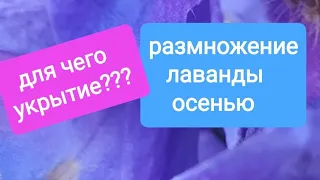 Черенкование лаванды. Простой способ. Лаванда. Размножение лаванды осенью. Lavender. Lavanda