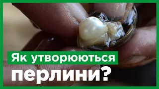 Як утворюються перлини?