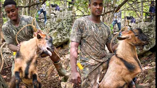 Epic Wild Goat Hunt in Jamaica Pt.1