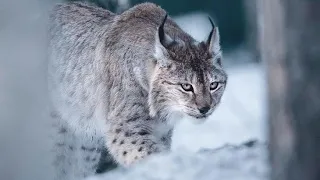 Christmas Winter Wonderland: How Animals Survive The Winter (Wildlife Documentary)