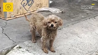 Encountering a Dirty Stray Puppy on the Road, Bringing It Home Reveals Its Remarkable Goodness