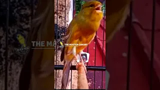 Canary singing master - Canário belga cantando muito campainha #Shorts