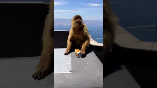 Ape drinking stolen juice on Gibraltar