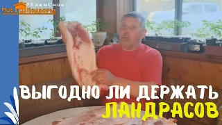 Выгодно ли держать свиней породы ЛАНДРАС: доходы и расходы. "Мое Подворье"