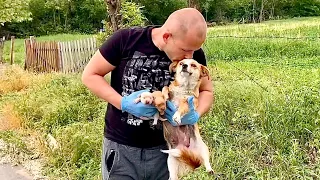 Mama Dog Was Protecting Her Newborn Puppies On Side Of Road | Rescue & Adoption