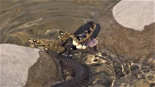 Grass snake hunts small frogs / Ringelnatter jagt kleine Frösche