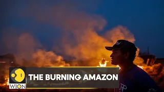 WION Climate Tracker: Why is the Amazon rainforest burning? | International News