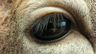 How to mount deer EYES!!! ***SUPER EASY WHITETAIL TAXIDERMY DETAIL SERIES***