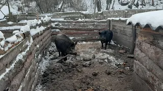 Уличное содержание свиней ! Зимой в морозы.