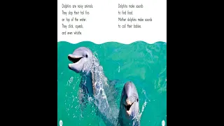 All  About DOLPHINS