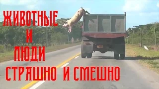 ПОДБОРКА ПРИКОЛОВ ИЮЛЬ 2016 СМОТРЕТЬ ВСЕМ . SELECTION OF JOKES JUL 2016 VIEW ALL