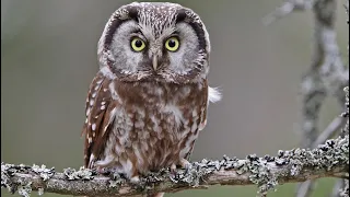 Boreal Owl Sounds