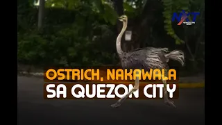 Ostrich, nakawala sa isang subdivision sa Quezon City | NXT