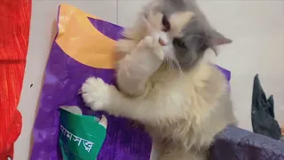 What is this 😸#cat #pets #catlover #cutebaby #funny #cute #foryou #baby #viral #cats #viralvideo