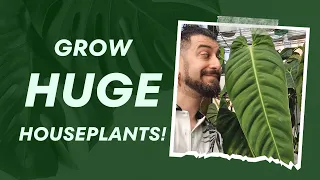 🌱 Grow Giant Houseplants! Ultimate Guide 📚 |  Grow HUGE Plants at Home! 🌞