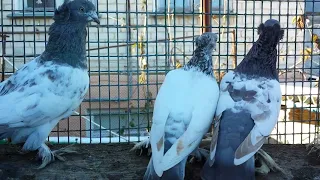 Таджикские Голуби - Лалаки и Воки / Tajik Pigeons - Lalaki and Woki