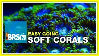 Week 35: SOFT CORALS! Selection, care, and placement | 52 Weeks of Reefing