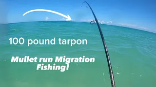 Mullet Run Migration Fishing in Florida! Unbelievable Hook up at the End