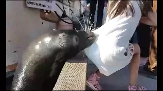 Девочку утащил под воду Морской лев. Жесть.