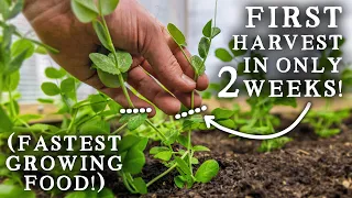 10 Crops You Can Harvest in Under 2 MONTHS! Fastest Growing Vegetables