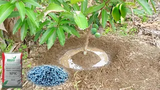 Best Fertilizer For Mango Trees | Best Fertilizer