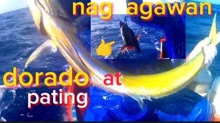 Nag agawan Ang Dorado at maliliit na PATING..