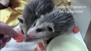 Baby Opossums, Loving Watermelon  Nature's Nursery