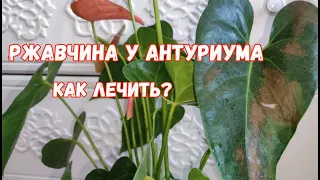 ВОЛШЕБНЫЙ ЭЛИКСИР для АНТУРИУМА и даже дохлый цветок выдаст МОЩНЫЕ ЗДОРОВЫЕ ЛИСТЬЯ!