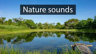 Nature and wildlife sounds recorded in Mexico